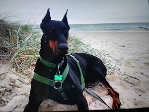 Suche Dobermann Rüden ...gern wie auf Bild, nicht älter als 2 Jahre 