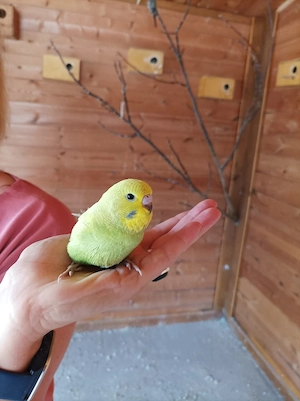 Nestjunge Wellensittiche 