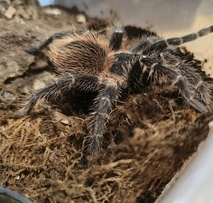 Lasiodora klugi 
