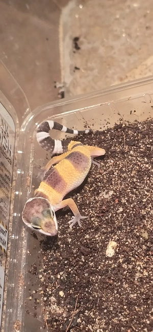 Leopardengecko nachzucht 