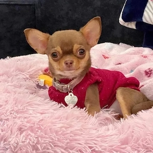 Bezaubernde Chihuahua-Welpen freuen sich auf ihre Familien