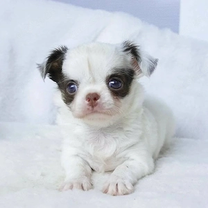 Chihuahua-Welpen   kleine Herzen, große 