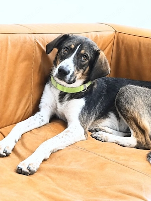 ARCHIE, ein ruhiger und ausgeglichener, freundlicher Traumhund
