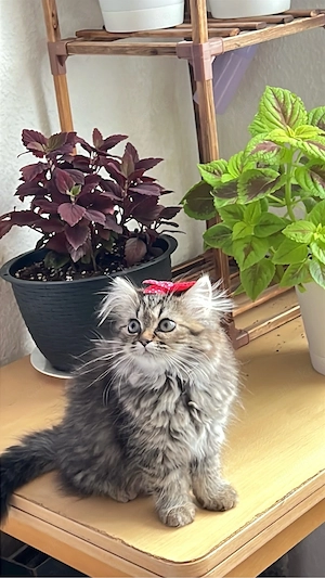 Eine wunderschöne Katze sucht ein liebevolles neues Zuhause. 