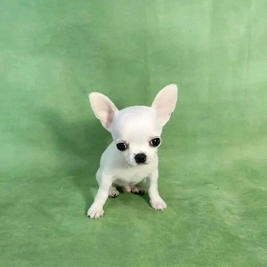      Chihuahua-Welpen   liebevolles Zuhause gesucht