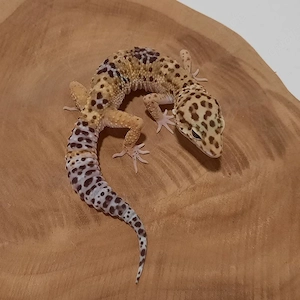 Leopardgecko Männchen Wild