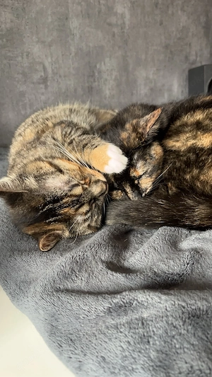 2 Katzen suchen neues Zuhause