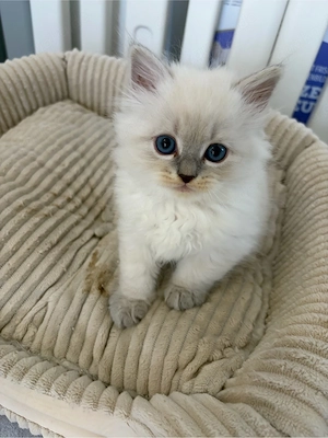 Typvolle Neva Masquerade kitten 