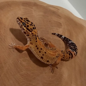 Leopardgecko Weibchen Afghan Tangerine 