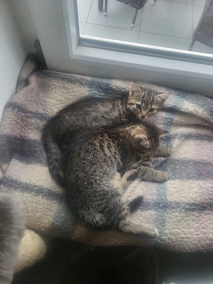 2 Weibchen abgabebereit