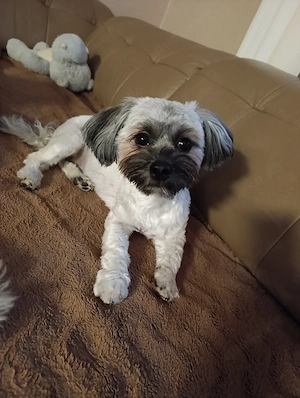 Shih-Tzu Hündin Cookie 1 Jahr - Ruppertshofen 73577 - geimpft gechipt