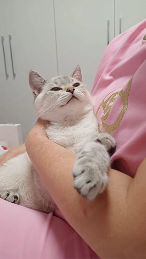 Wundervoller BKH Tabby Point Kater sucht ihr liebes Zuhause