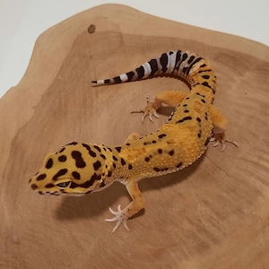 Leopardgecko Männchen Afghan Tangerine 