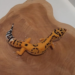Leopardgecko Weibchen Afghan Tangerine 