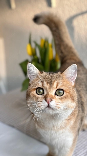 Liebevoller BKH-Kater sucht ein neues Zuhause 