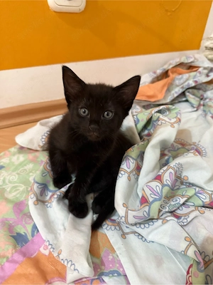 baby katze