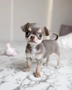 Chihuahua-Welpen   verspielt, aufmerksam und bereit für ein Zuhause