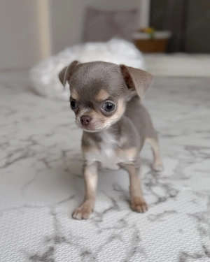      Süße Chihuahua-Welpen suchen passende Familien
