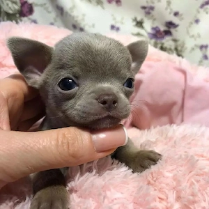    Chihuahua-Welpen suchen Menschen mit Herz und 
