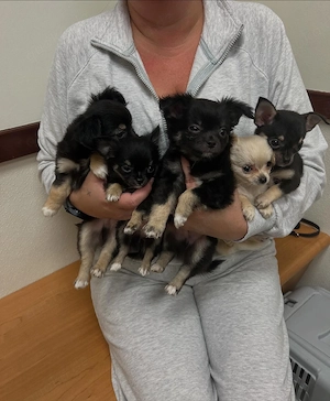    Süße Chihuahua-Babys   liebevolle Menschen gesucht