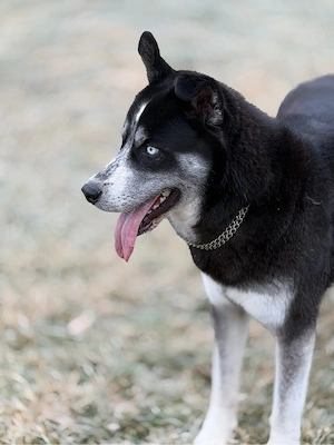 Husky Rüde in schwarz weiß abzugeben 