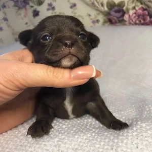 Chihuahua-Welpen   kleine Herzen, große Freude