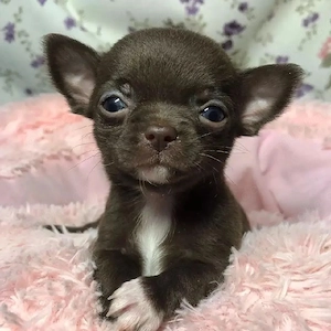 Unsere bezaubernden Chihuahua-Welpen suchen