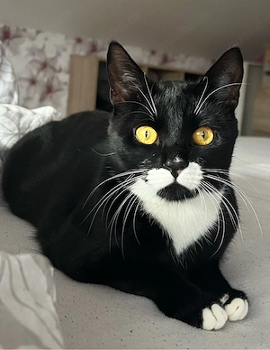 Liebevoller Kater sucht ein neues Zuhause