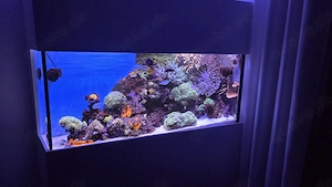 Auquariumaflösung Meerwasser