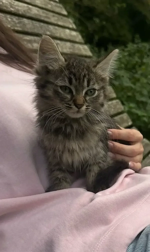 Europische Kurzhaar Kitten 