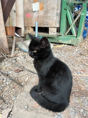 Katzen Weiblich 