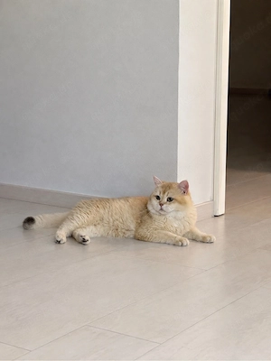BKH Kater Chocolate Golden Shell (by 12)