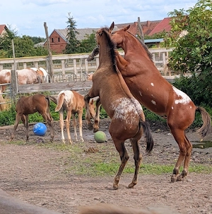 Stut und Hengst Fohlen  Bild 6