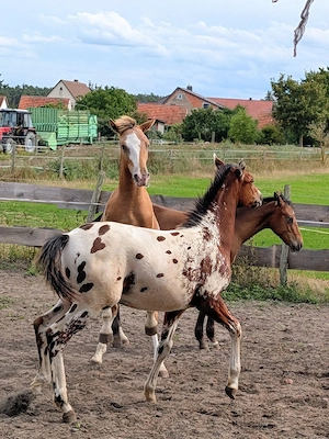 Stut und Hengst Fohlen  Bild 8