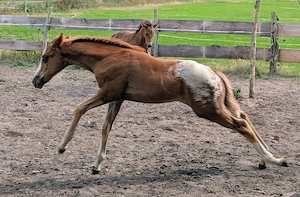 Stut und Hengst Fohlen  Bild 2