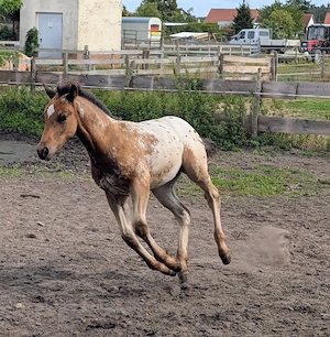 Stut und Hengst Fohlen  Bild 7