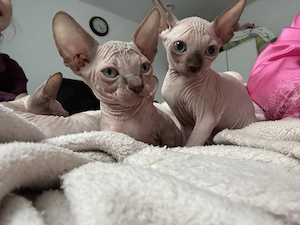 Sphynx kitten, Katzen Sphynx 
