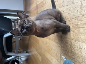 Reinrassige Burma Kitten 