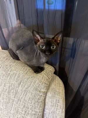 sphinx kater 9 monate alt 