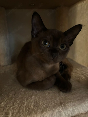 Reinrassige Burma Kitten  Bild 5