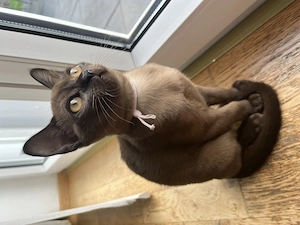 Reinrassige Burma Kitten  Bild 2