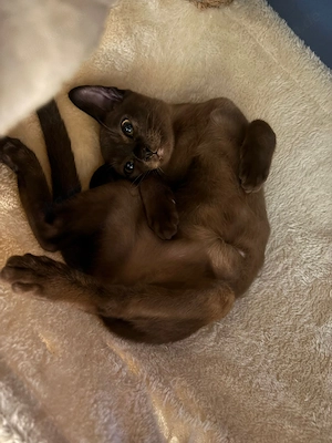 Reinrassige Burma Kitten  Bild 3