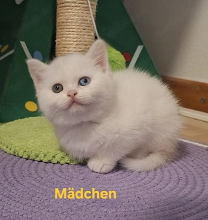 BKH Kitten ( 2 Kitten noch Frei )