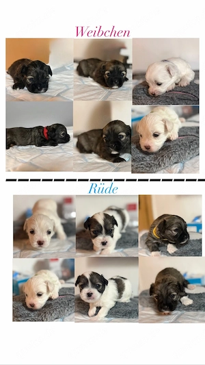 Liebevolle Familien für unsere 6 kleinen Welpen gesucht :)  