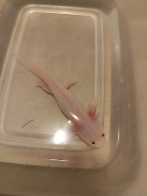 Muntere Axolotl  suchen neue Liebhaber 
