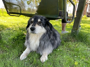 Hübsche,  entspannte Australien Shepherd Mix Hündin 