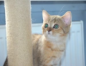Süße BKH Golden  Silver Shaded Babykatze - entwurmt und geimpft 