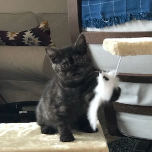 Süße Bkh Smoke Tabby Auszugbereit