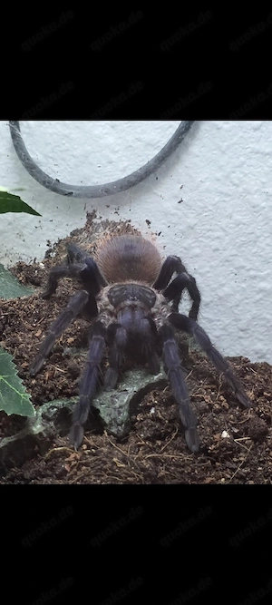 Lasiocyano Sazimai Männchen mit Terra