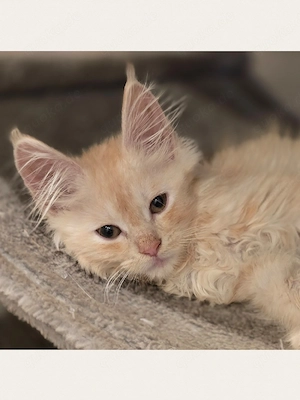 Maine Coon Mädchen 